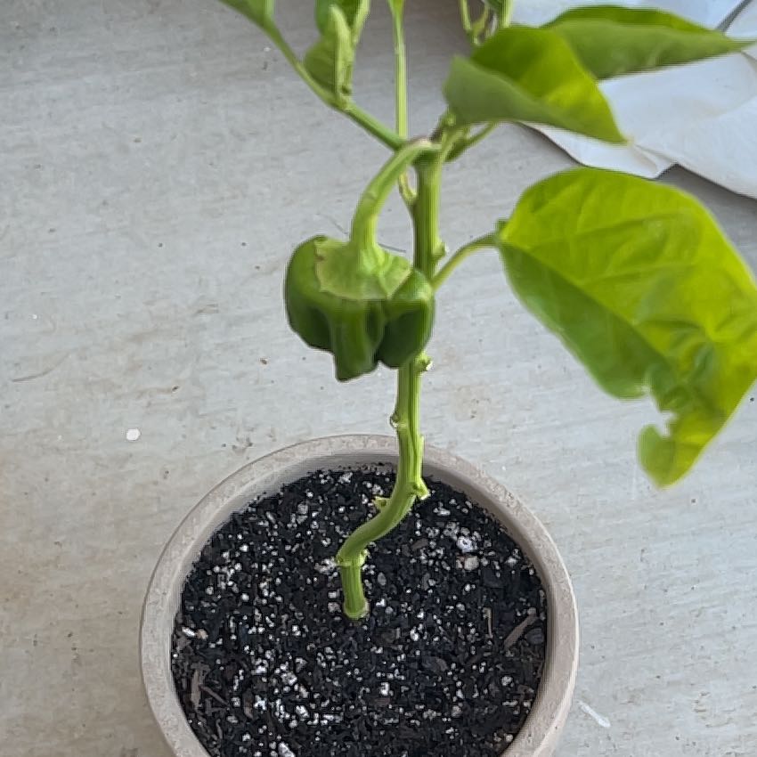Photo of the plant species Big Early Pepper by @KeyAsarina39 named Bell on Greg, the plant care app