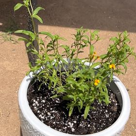 Photo of the plant species Mexican Tarragon by @KeyAsarina39 named Tall Yauhtli on Greg, the plant care app