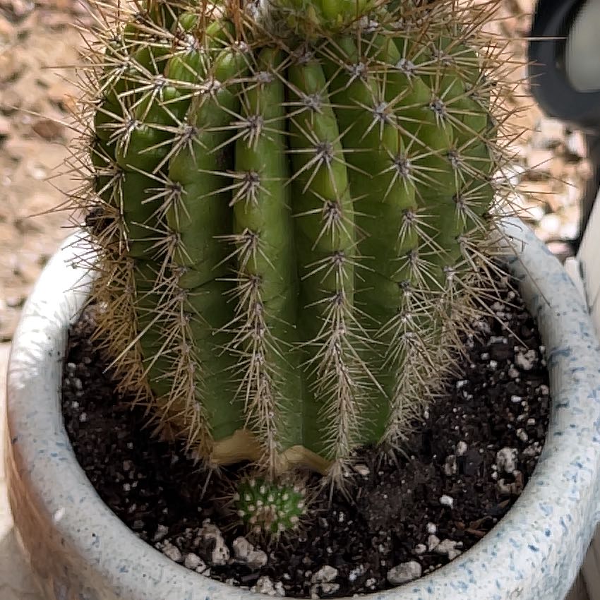 Photo of the plant species Torch Cactus by @KeyAsarina39 named Flora on Greg, the plant care app