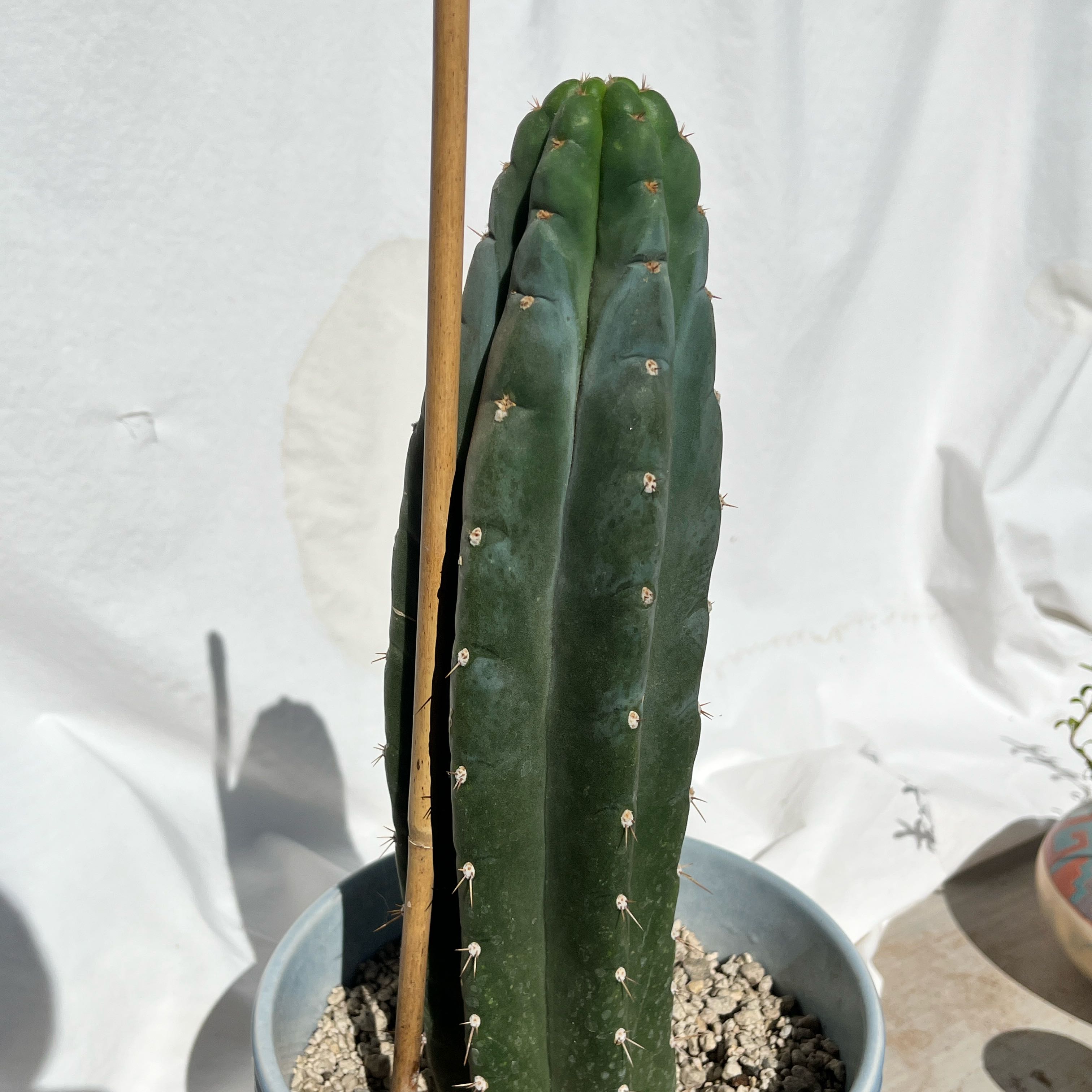 Photo of the plant species San Pedro Cactus by @KeyAsarina39 named Pach on Greg, the plant care app