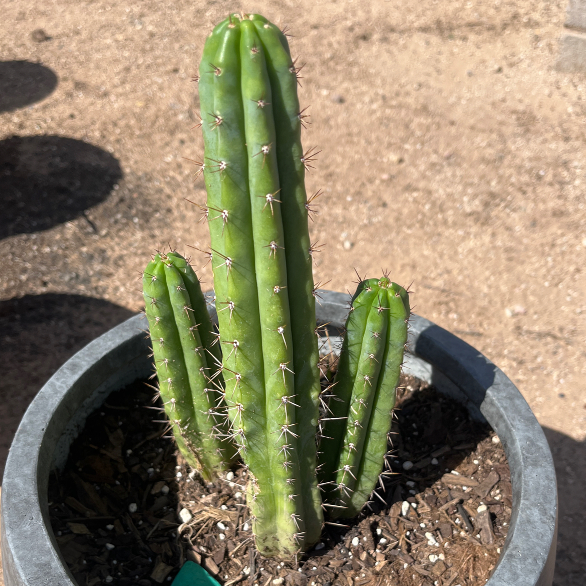 Photo of the plant species Trichocereus macrogonus by @KeyAsarina39 named Trishula on Greg, the plant care app