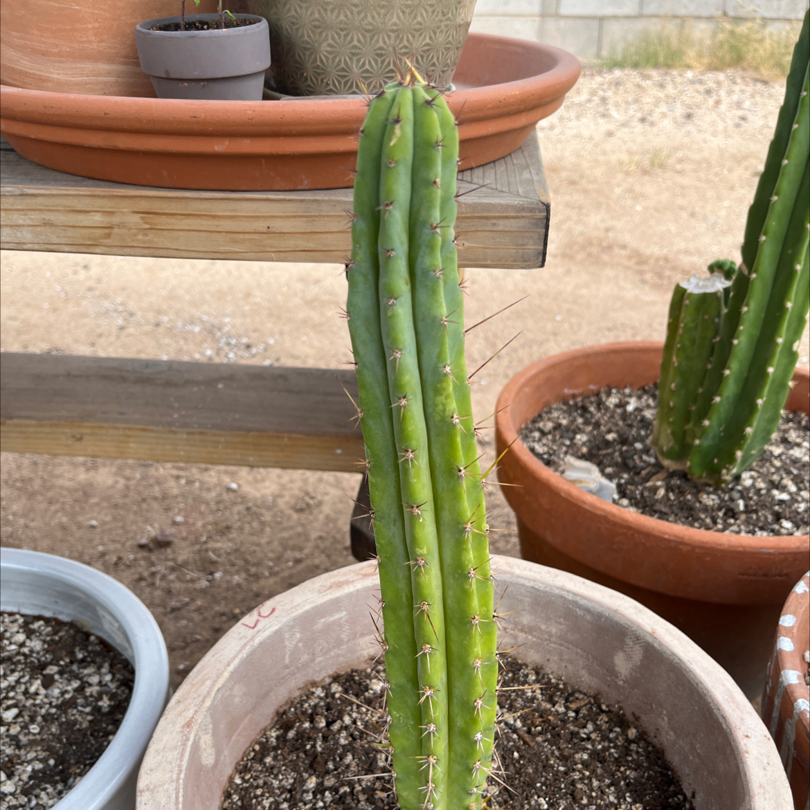 Photo of the plant species Trichocereus macrogonus by @KeyAsarina39 named Hummingbird on Greg, the plant care app