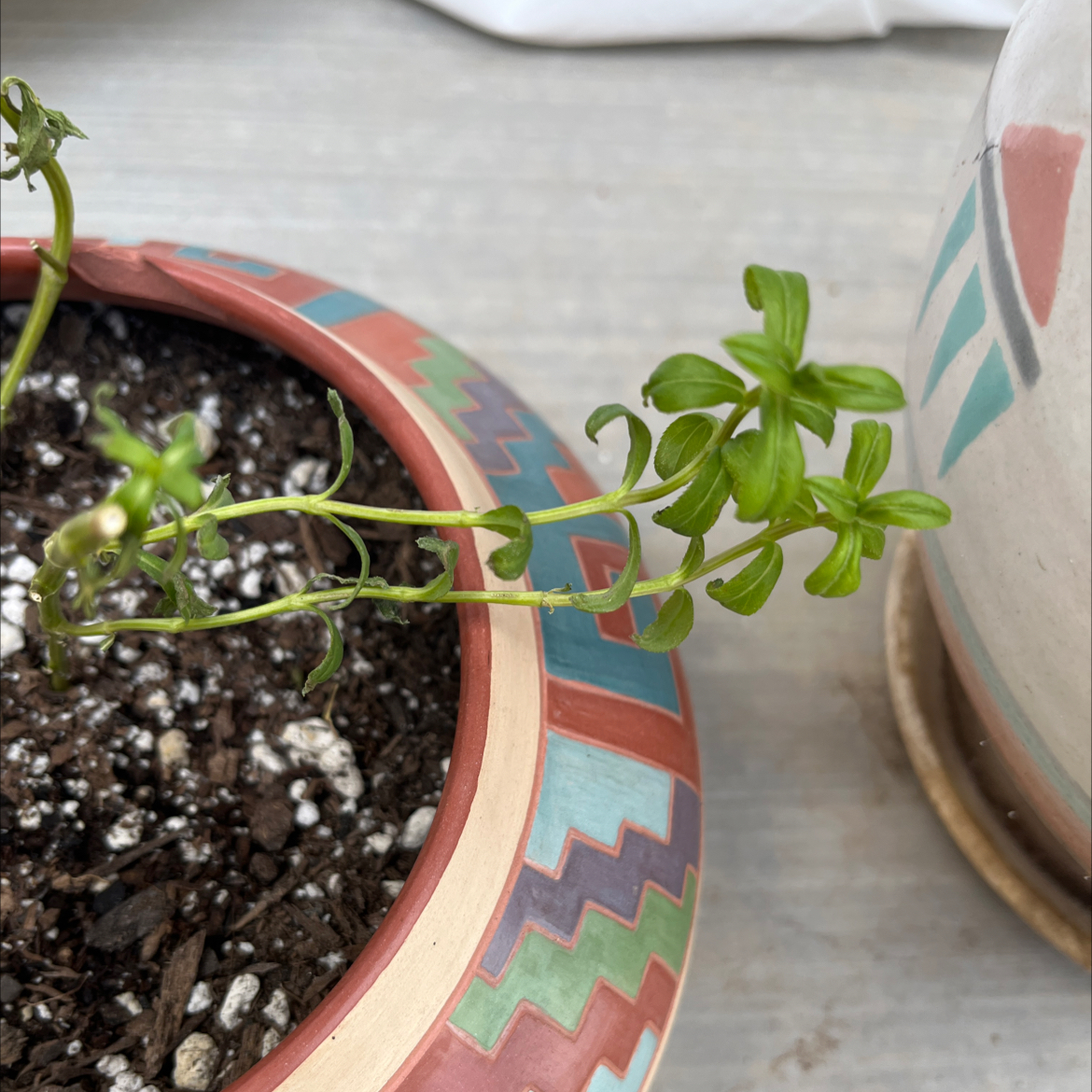 Photo of the plant species Mexican Tarragon by @KeyAsarina39 named Short Yauhtli on Greg, the plant care app