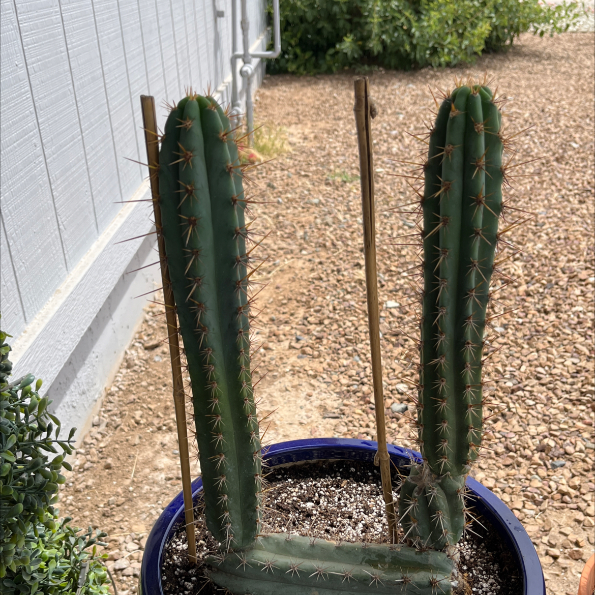 Photo of the plant species Cusco Cactus by @KeyAsarina39 named Cusco on Greg, the plant care app