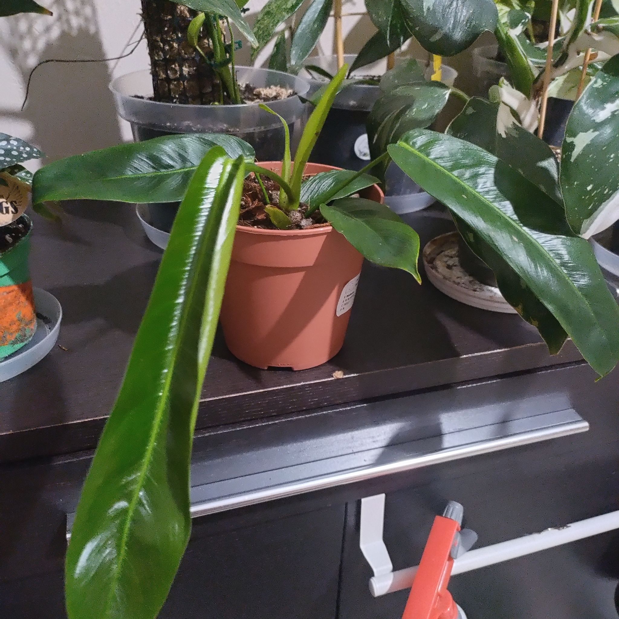 Photo of the plant species Philodendron patriciae by @RuggedPotato85 named Kobe on Greg, the plant care app