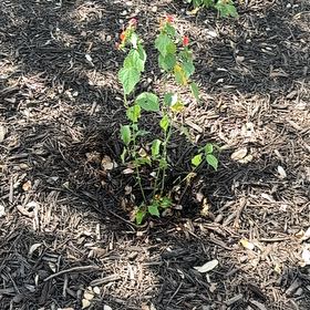Photo of the plant species Wax Mallow by @SpotonOnion27 named Rainier on Greg, the plant care app
