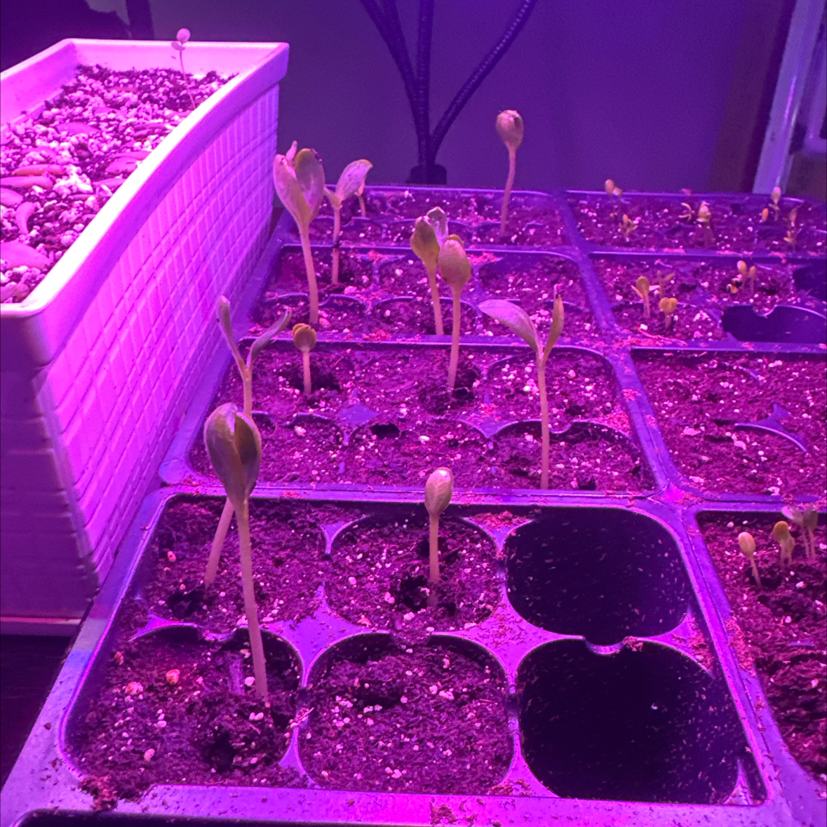 Photo of the plant species Allsweet Watermelon by @FlashyMaypop75 named James Dean on Greg, the plant care app