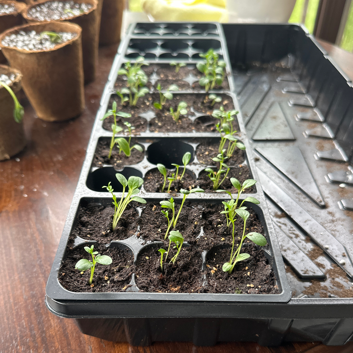 Photo of the plant species Common Milkweed by @FlashyMaypop75 named Elle on Greg, the plant care app