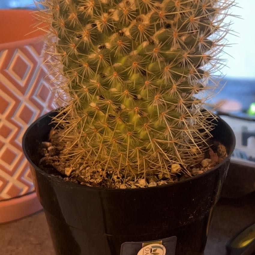 Photo of the plant species Lemon Ball by @NewRedwood19 named Harper on Greg, the plant care app