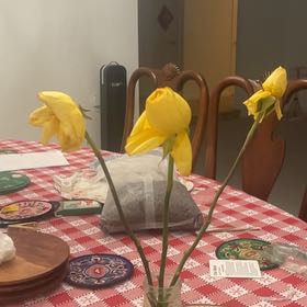 Photo of the plant species Daffodil by @GemBoxholly12 named Bella on Greg, the plant care app