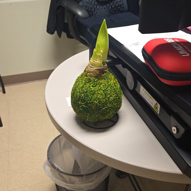 Photo of the plant species White Amaryllis by @WinPignut16 named Figyonce on Greg, the plant care app