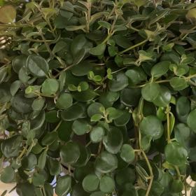 Photo of the plant species Codonanthe by @SparklingRedcap named Zeus on Greg, the plant care app