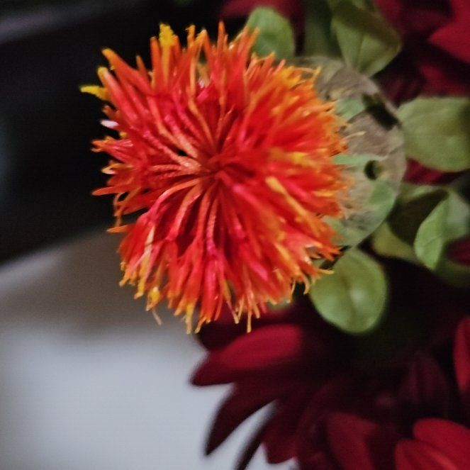 Photo of the plant species Safflower by @AceMelittis25 named Gregarious on Greg, the plant care app