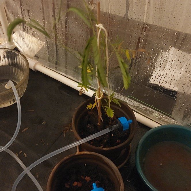 Not Pot