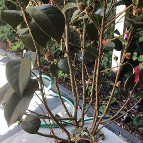 Photo of the plant species Common Camellia by @SirCacto3 named Curie on Greg, the plant care app