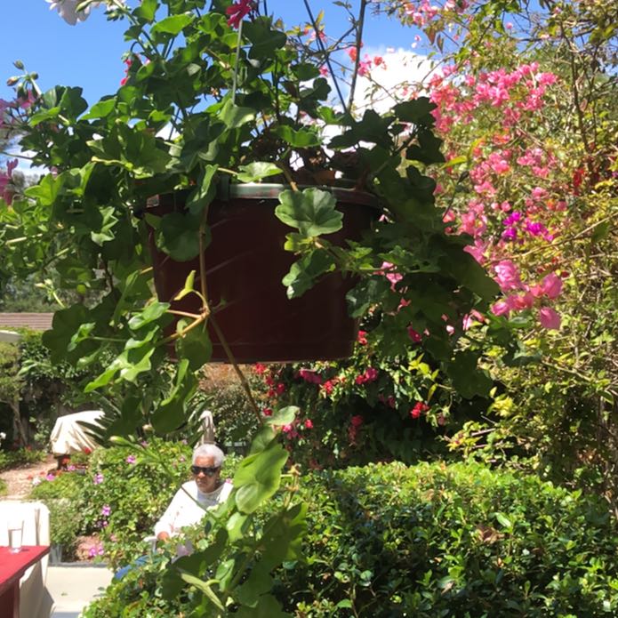 Photo of the plant species Ivy Geranium by @SirCacto3 named Peter Parker on Greg, the plant care app