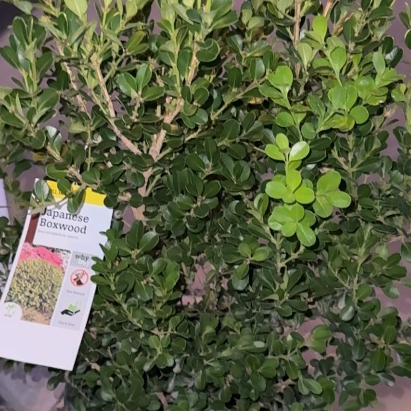 Photo of the plant species Japanese Boxwood by @BigLilac42 named Nithin on Greg, the plant care app