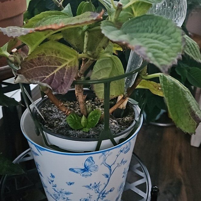 Photo of the plant species Hydrangea 'Hi River' by @AmusingHopsage named Gaga on Greg, the plant care app