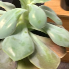 Photo of the plant species Cream Puff by @RichBlackhoya3 named Hemingway on Greg, the plant care app