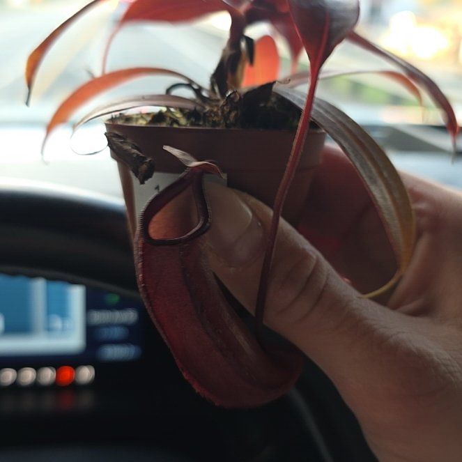 Photo of the plant species Nepenthes X 'Rebecca Soper' - Nepenthes gracillima 'Dark Red' X ventricosa by @TopBaytree67 named Lavender on Greg, the plant care app