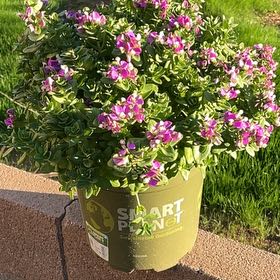 Photo of the plant species Petite Butterfly by @PrimaryAnthora named Marilyn on Greg, the plant care app