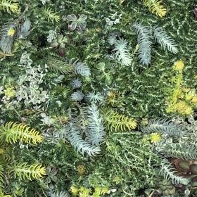 Photo of the plant species Common Polypody by @AliveRuby80 named Wall-E on Greg, the plant care app