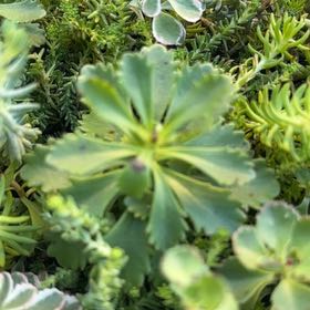 Photo of the plant species Lesser Londonpride by @FancyTaro28 named Dolores on Greg, the plant care app