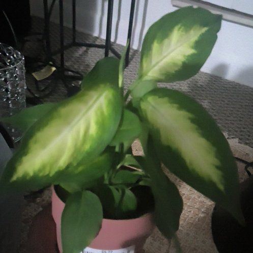 Photo of the plant species Dumb Cane by @SilveryAjwain99 named Cleopatra on Greg, the plant care app