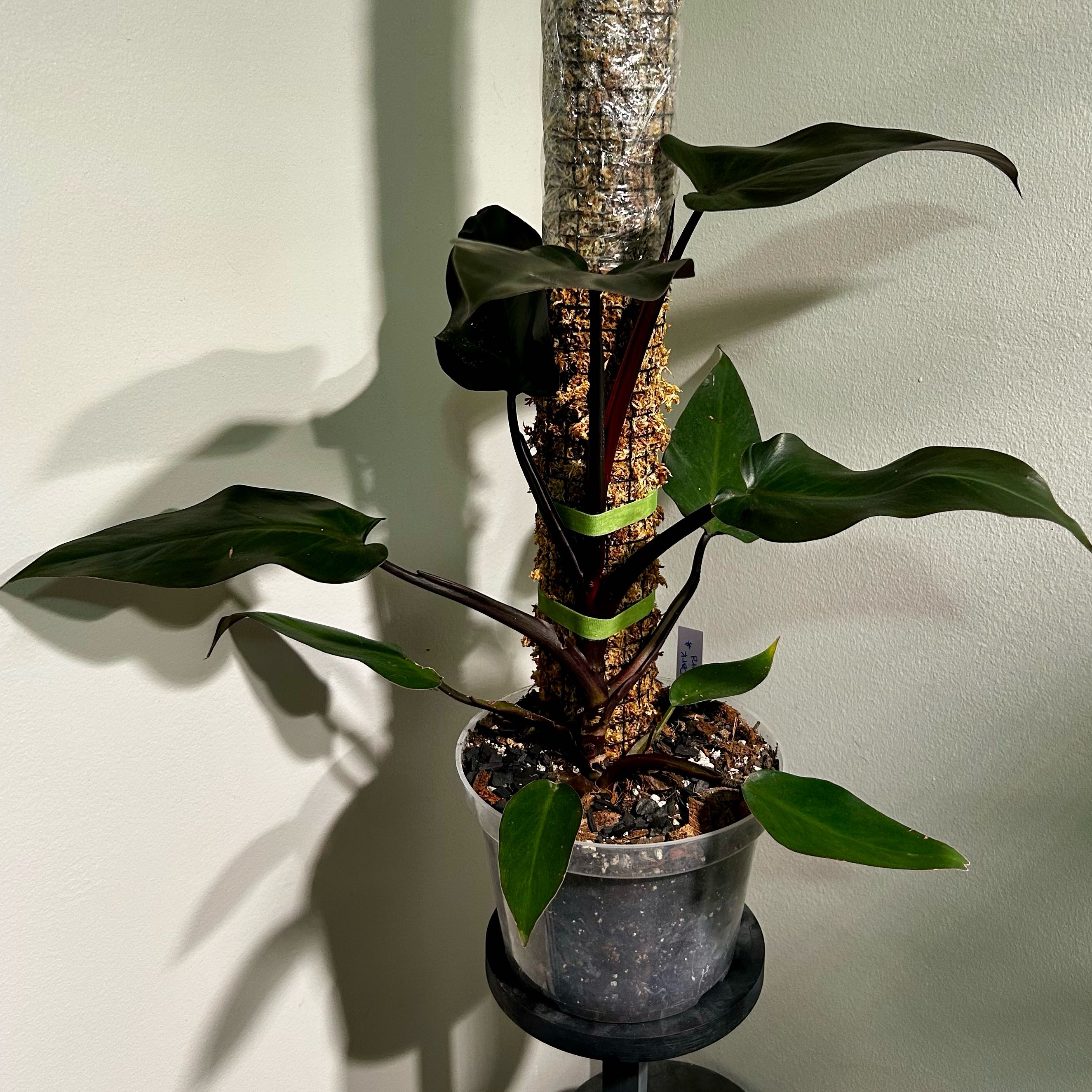 Photo of the plant species Philodendron Dark Lord by @Hof named Dark Lord on Greg, the plant care app