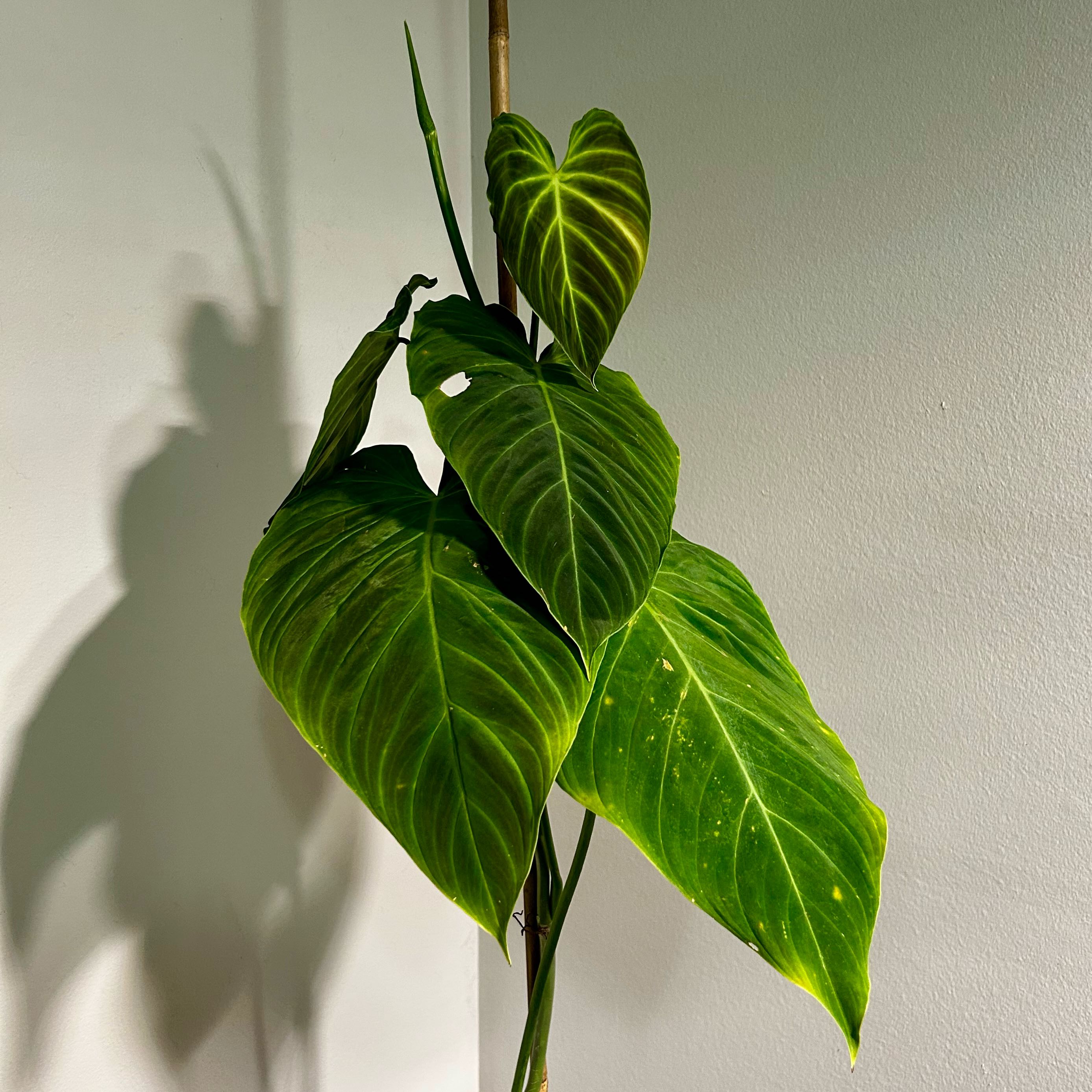 Photo of the plant species Philodendron Splendid by @Hof named Splendid on Greg, the plant care app