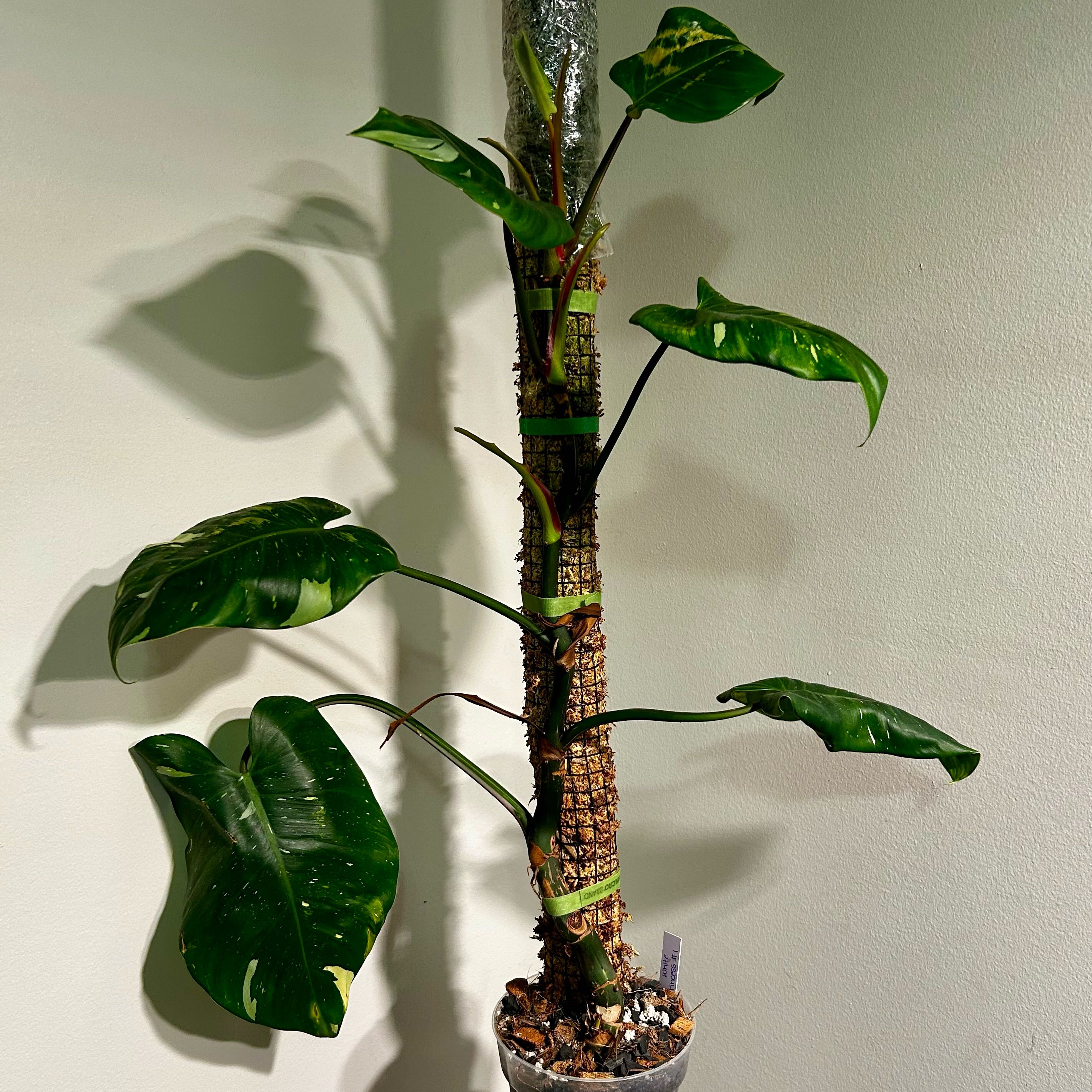 Photo of the plant species philodendron white princess by @Hof named White Princess 1 on Greg, the plant care app