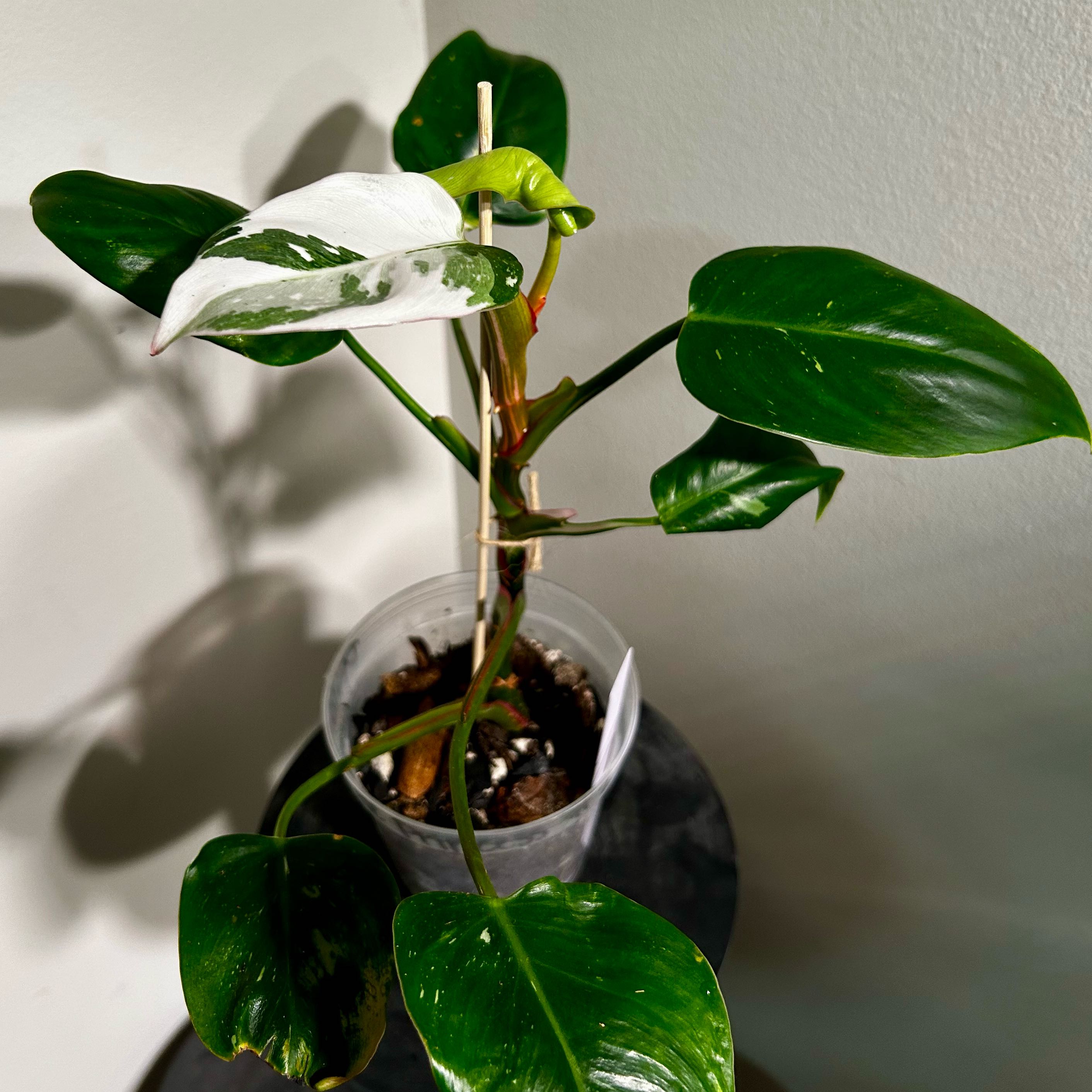 Photo of the plant species philodendron white princess by @Hof named White Princess 2 on Greg, the plant care app