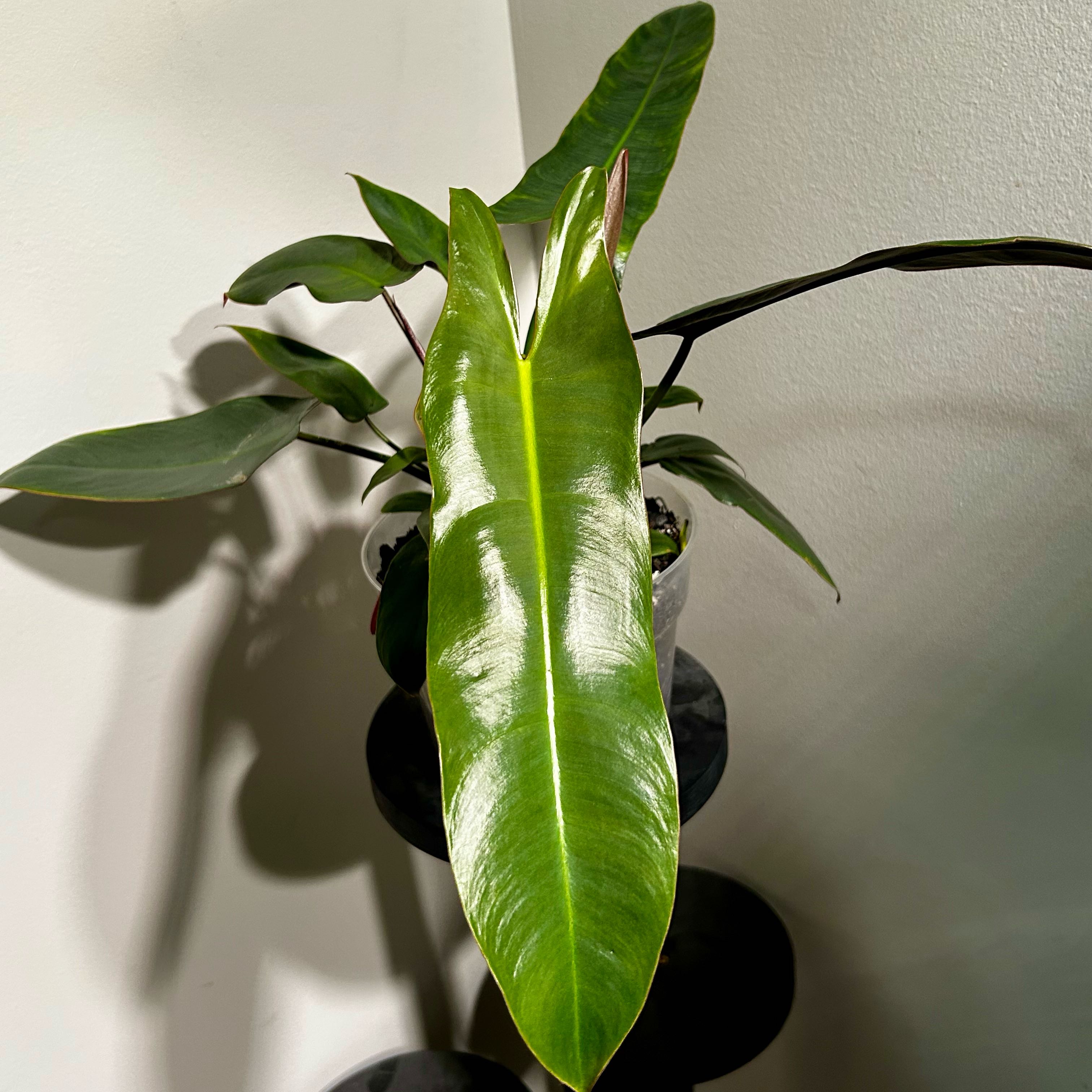 Photo of the plant species Philodendron atabapoense by @Hof named Atabapoense on Greg, the plant care app