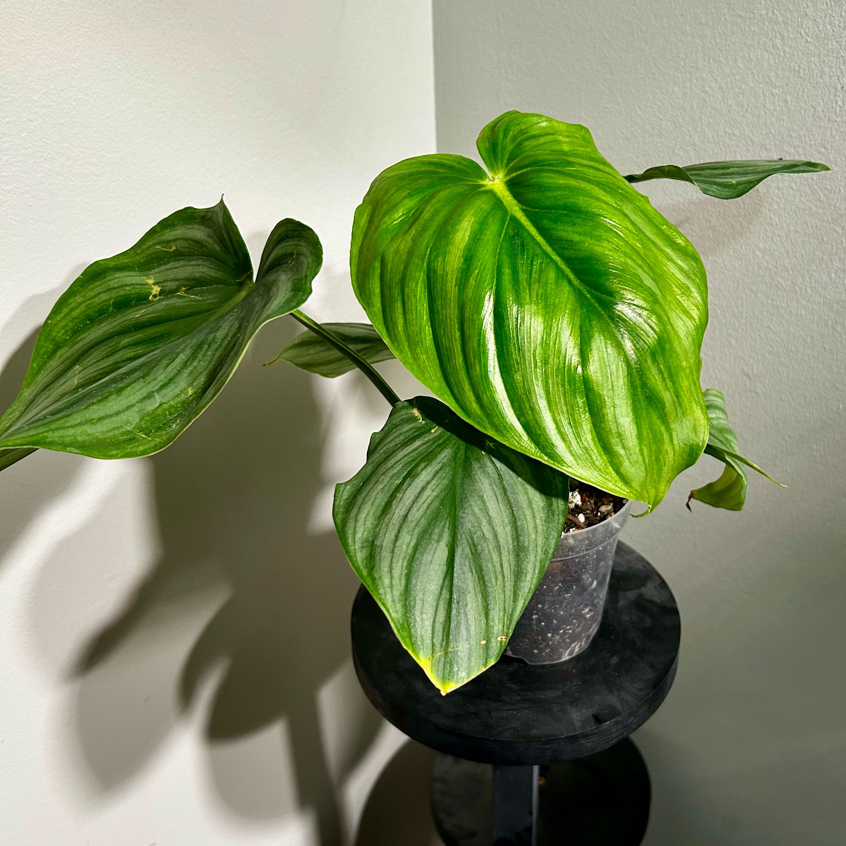 Photo of the plant species Pastazanum X Plowmanii Philodendron by @Hof named Pasta x Plow on Greg, the plant care app