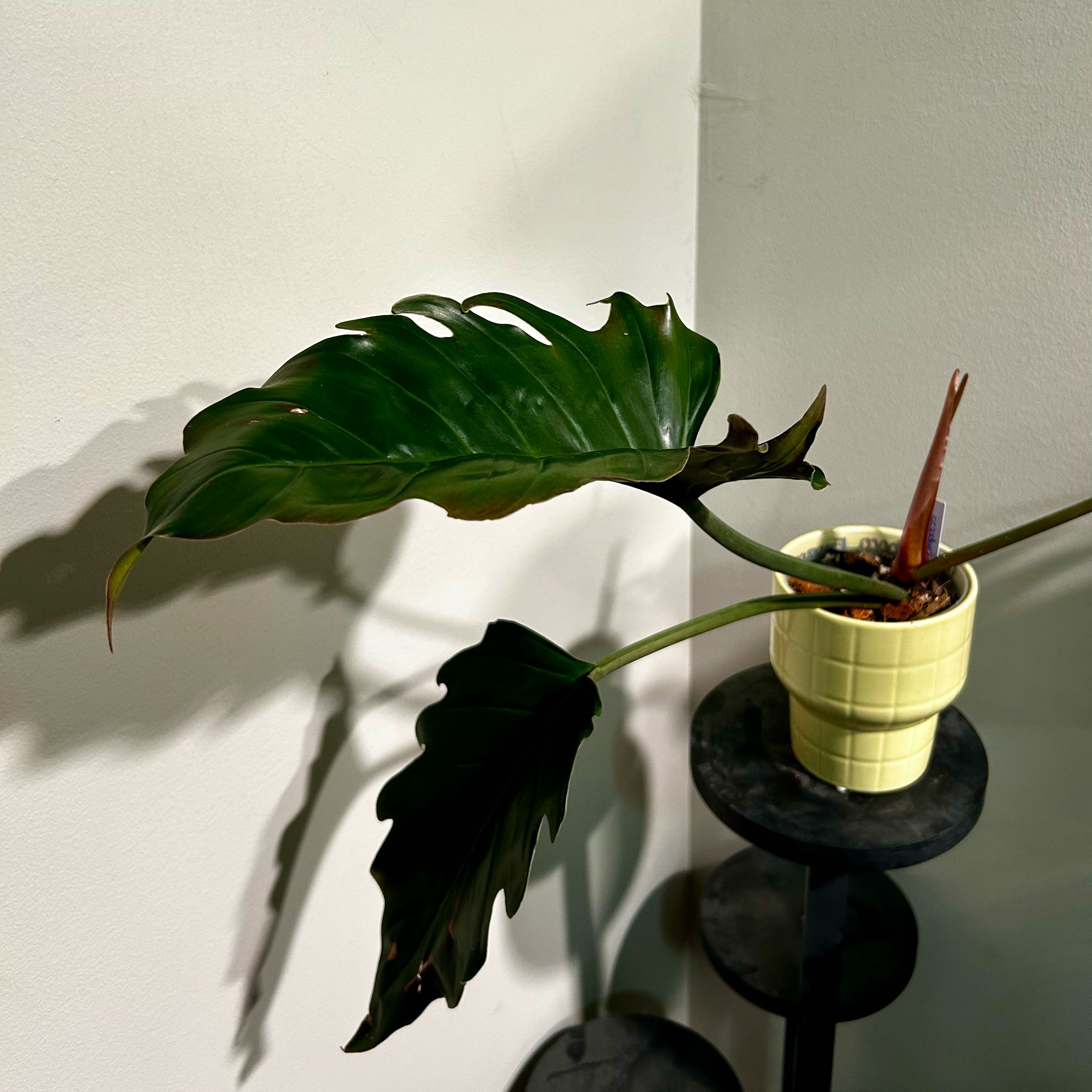 Photo of the plant species choco empress by @Hof named Choco Empress on Greg, the plant care app