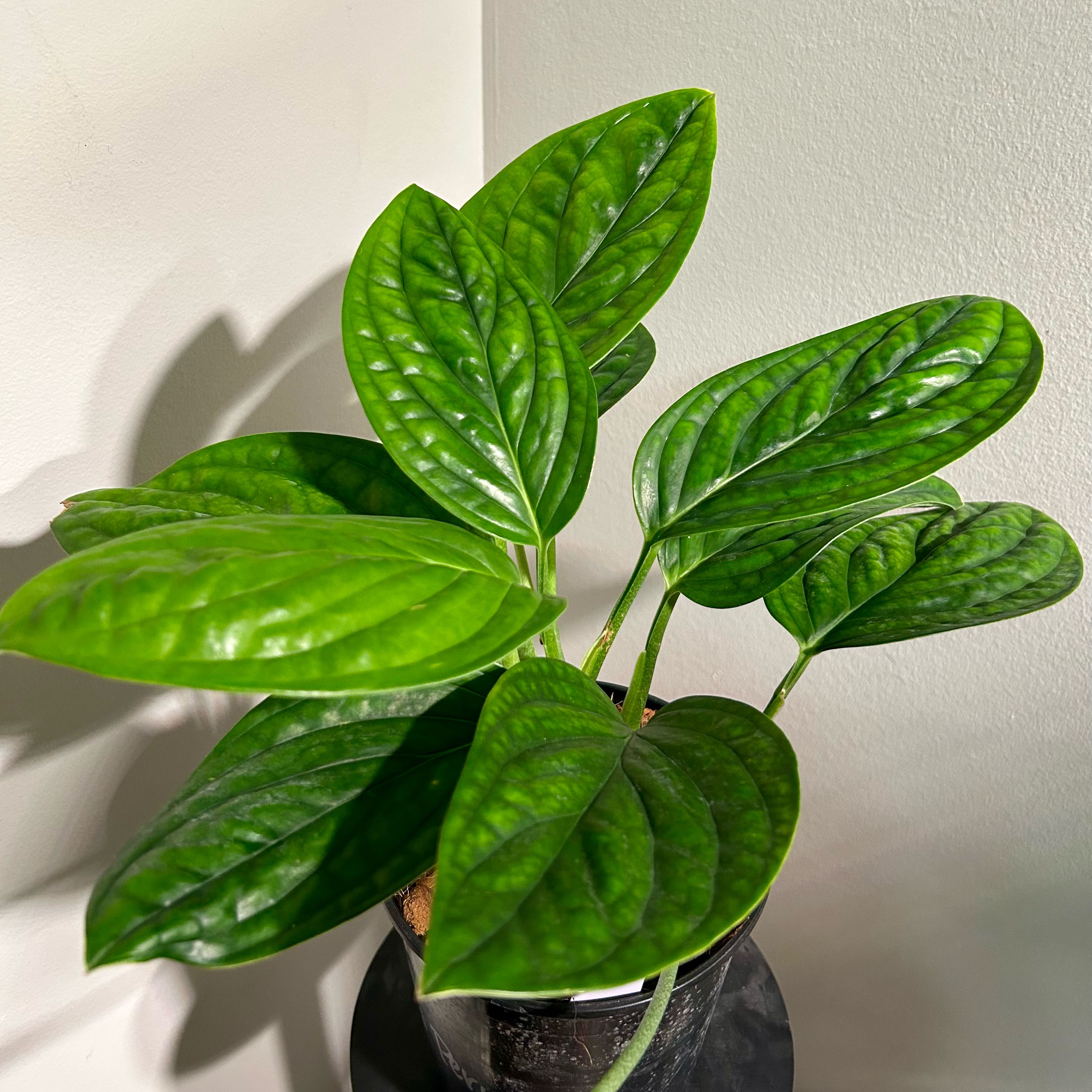 Photo of the plant species Monstera Peru by @Hof named Peru on Greg, the plant care app