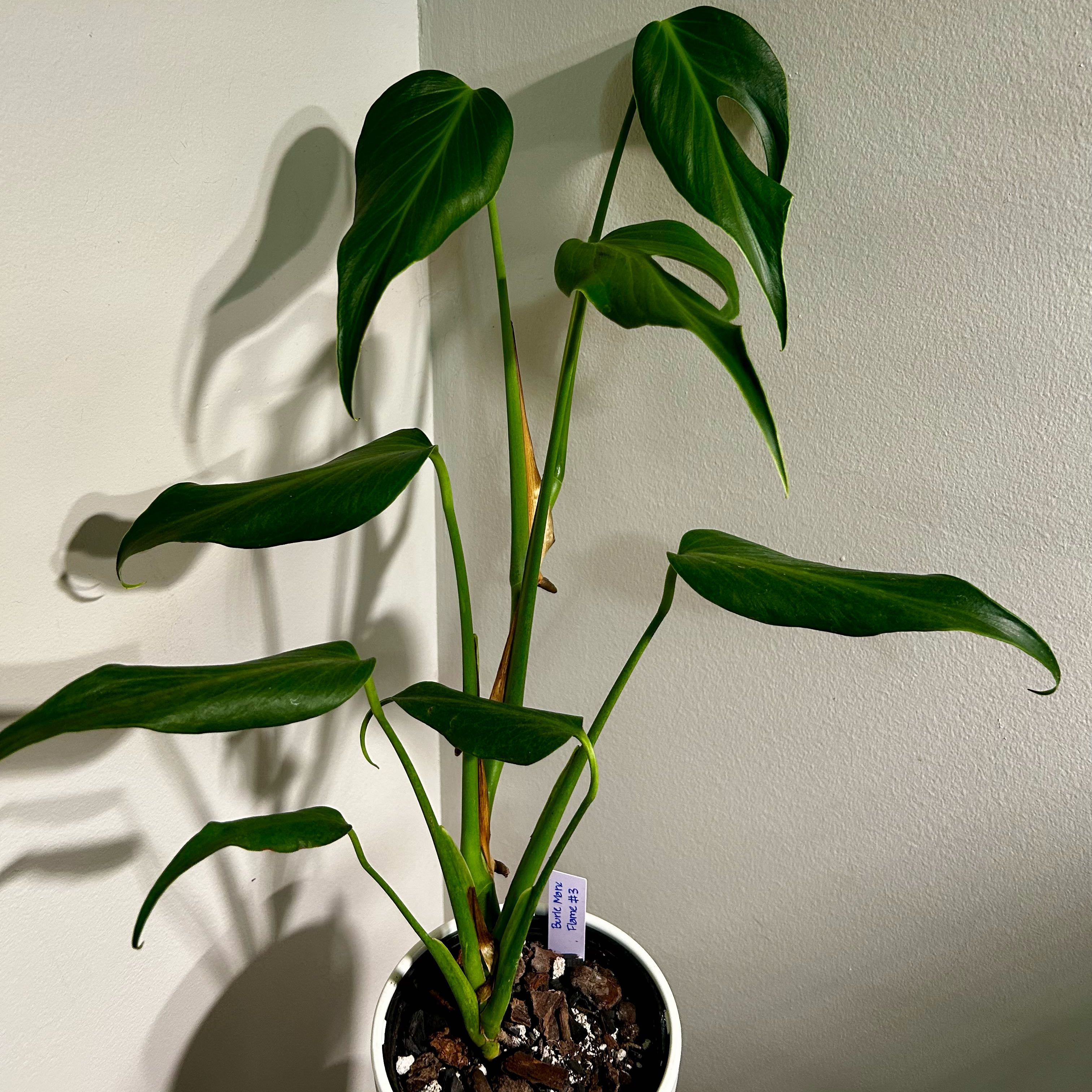 Photo of the plant species Monstera 'Burle Marx Flame' by @Hof named BMF 2 on Greg, the plant care app
