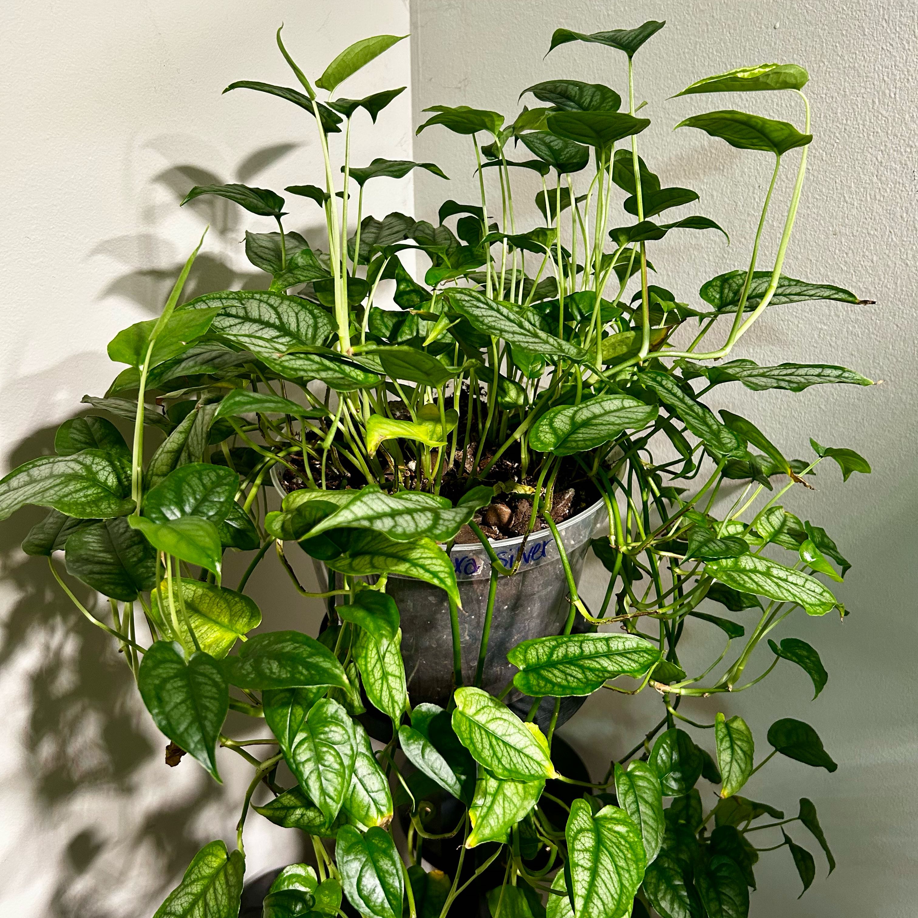 Photo of the plant species monstera siltepecanna by @Hof named Silver on Greg, the plant care app