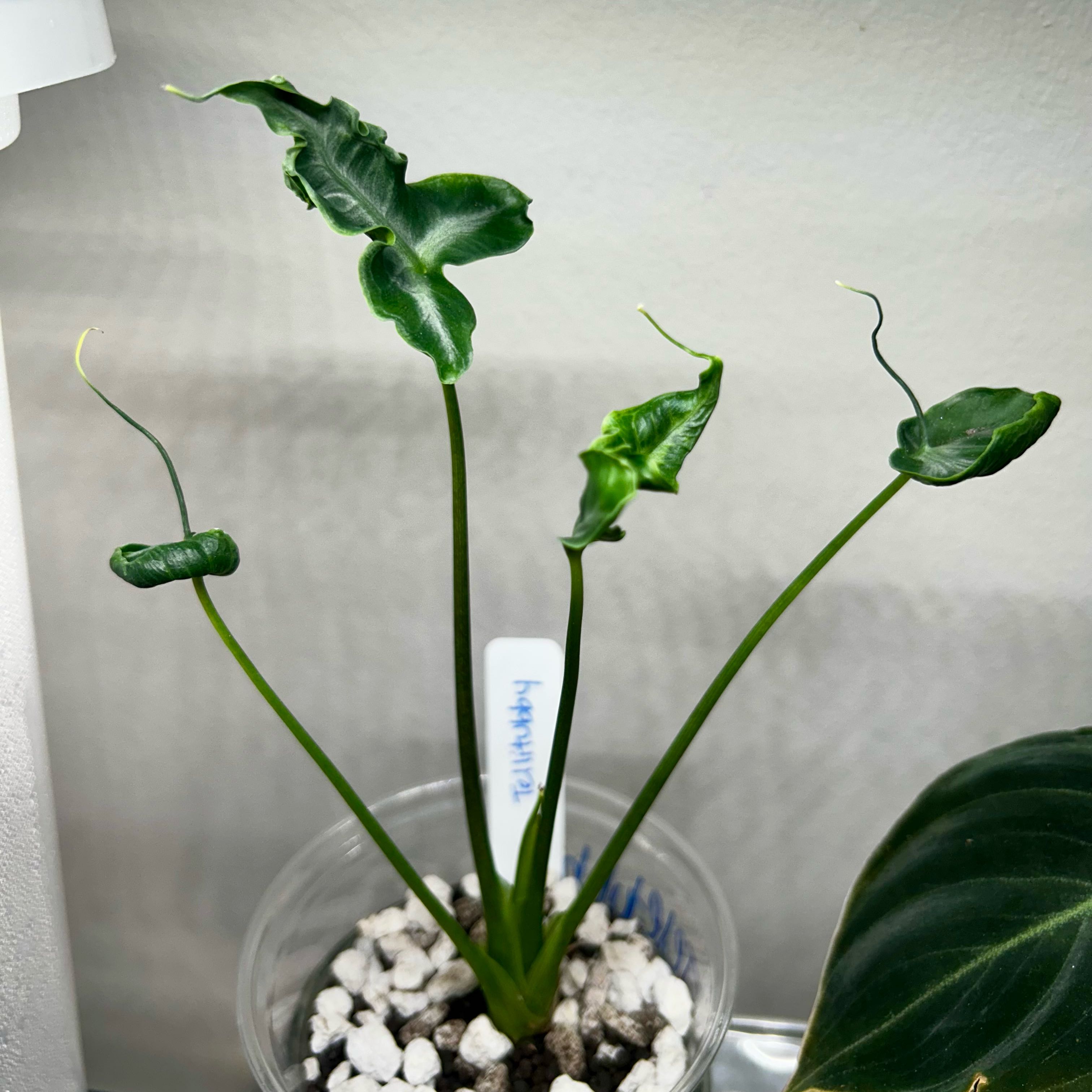 Photo of the plant species Alocasia 'Teletubbies' by @Hof named Teletubbies on Greg, the plant care app