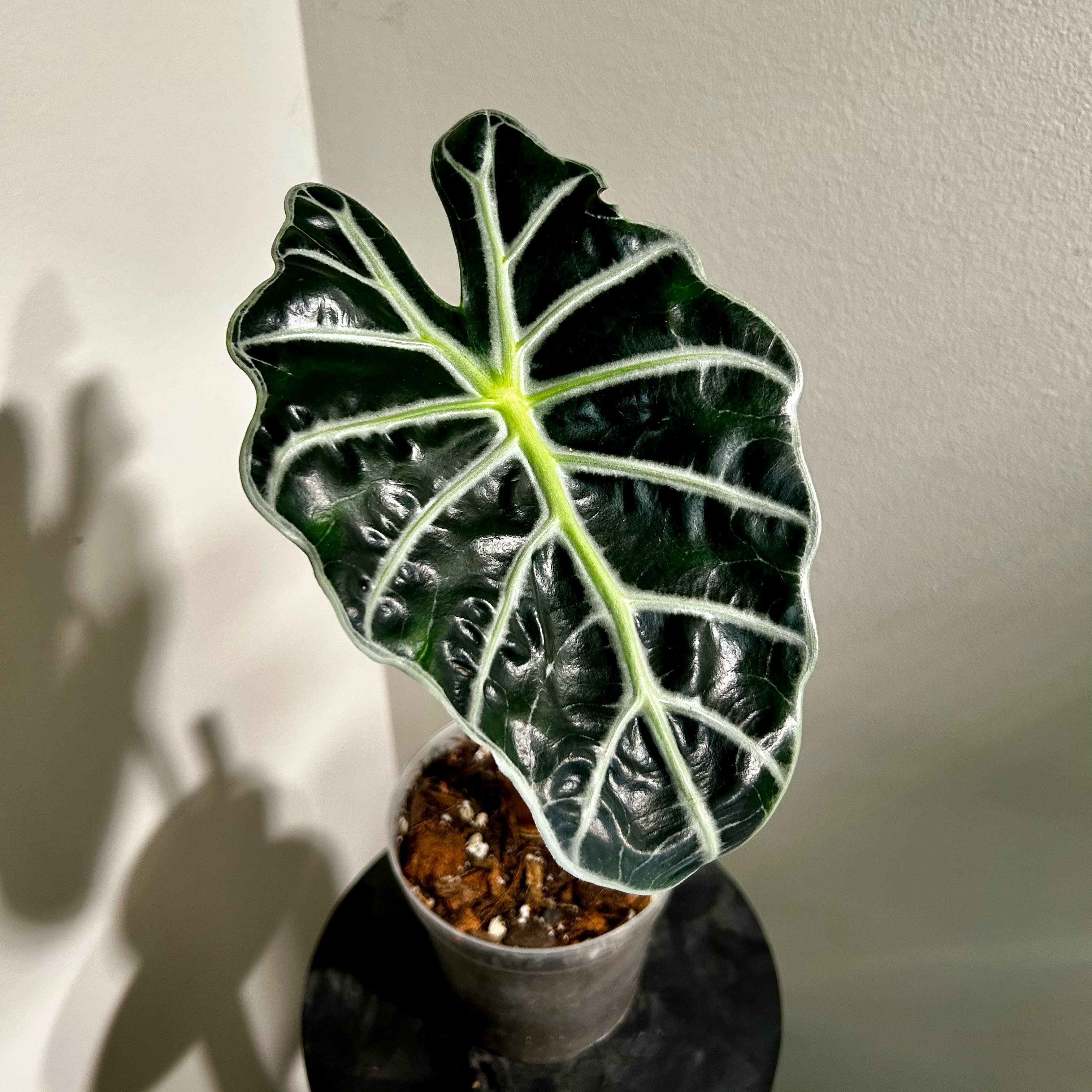 Photo of the plant species African Mask by @Hof named African Mask on Greg, the plant care app
