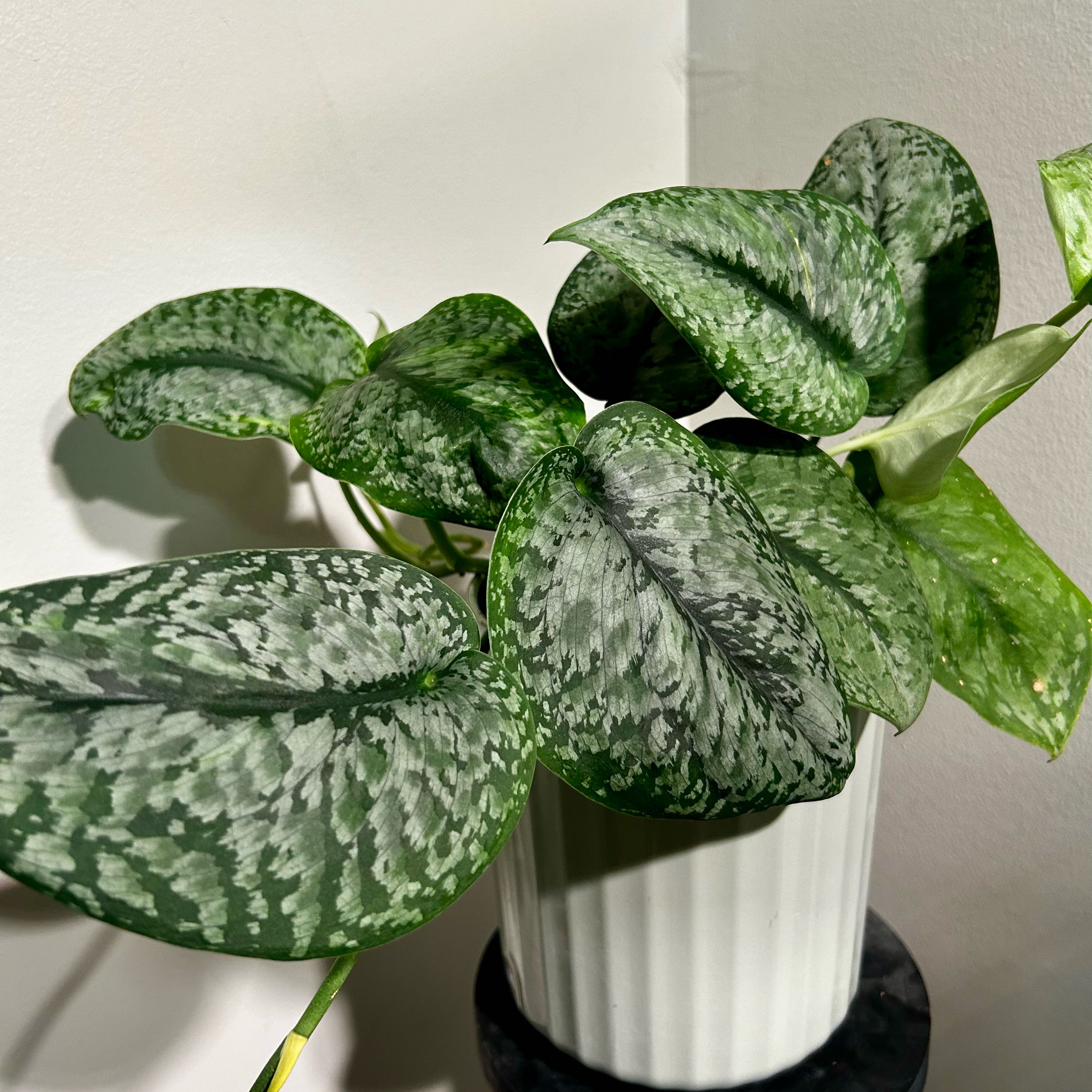 Photo of the plant species Scindapsus Exotica by @Hof named Exotica on Greg, the plant care app