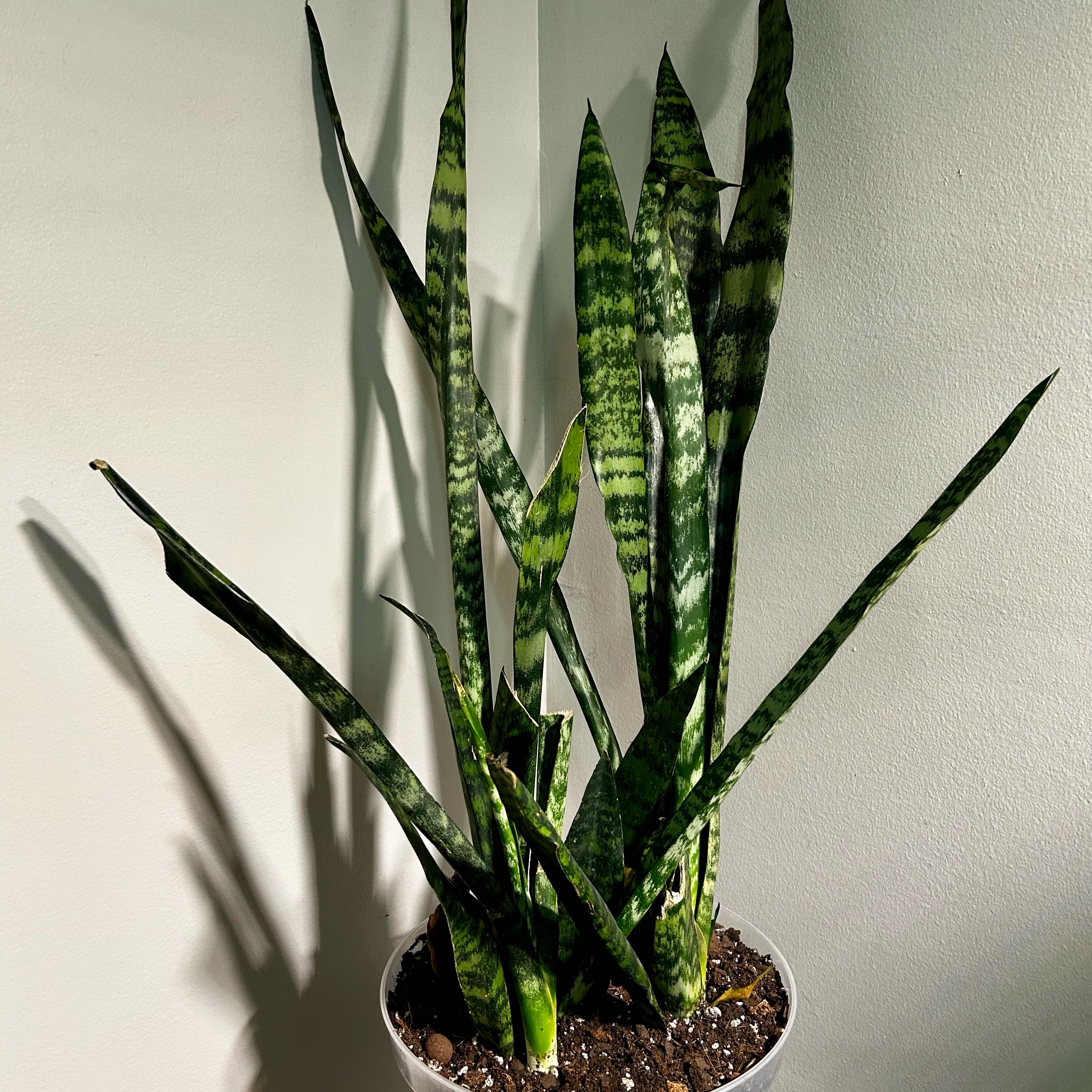 Photo of the plant species Sansevieria zeylanica by @Hof named Zeylanica on Greg, the plant care app