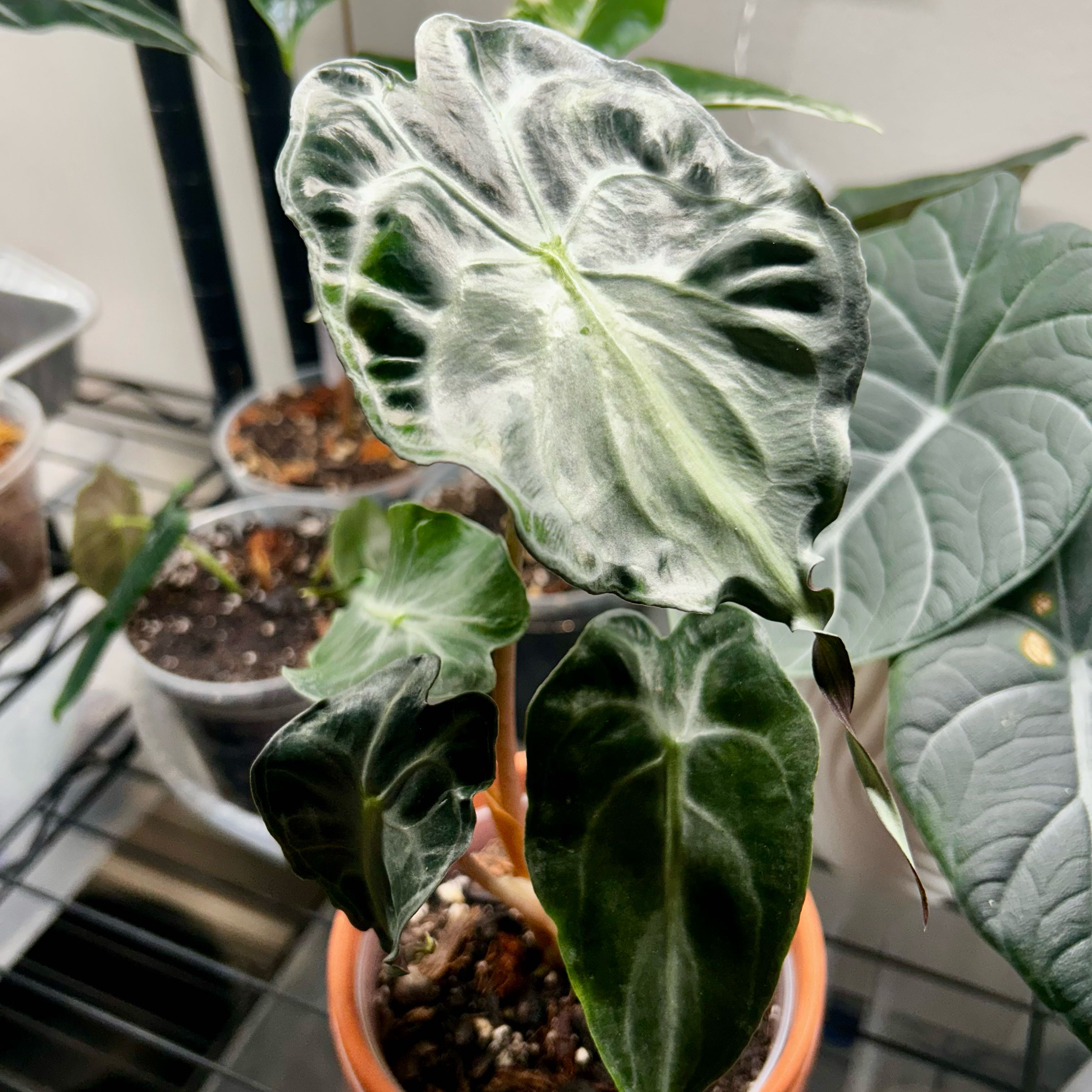 Photo of the plant species Alocasia 'Venom' by @Hof named Venom 1 on Greg, the plant care app
