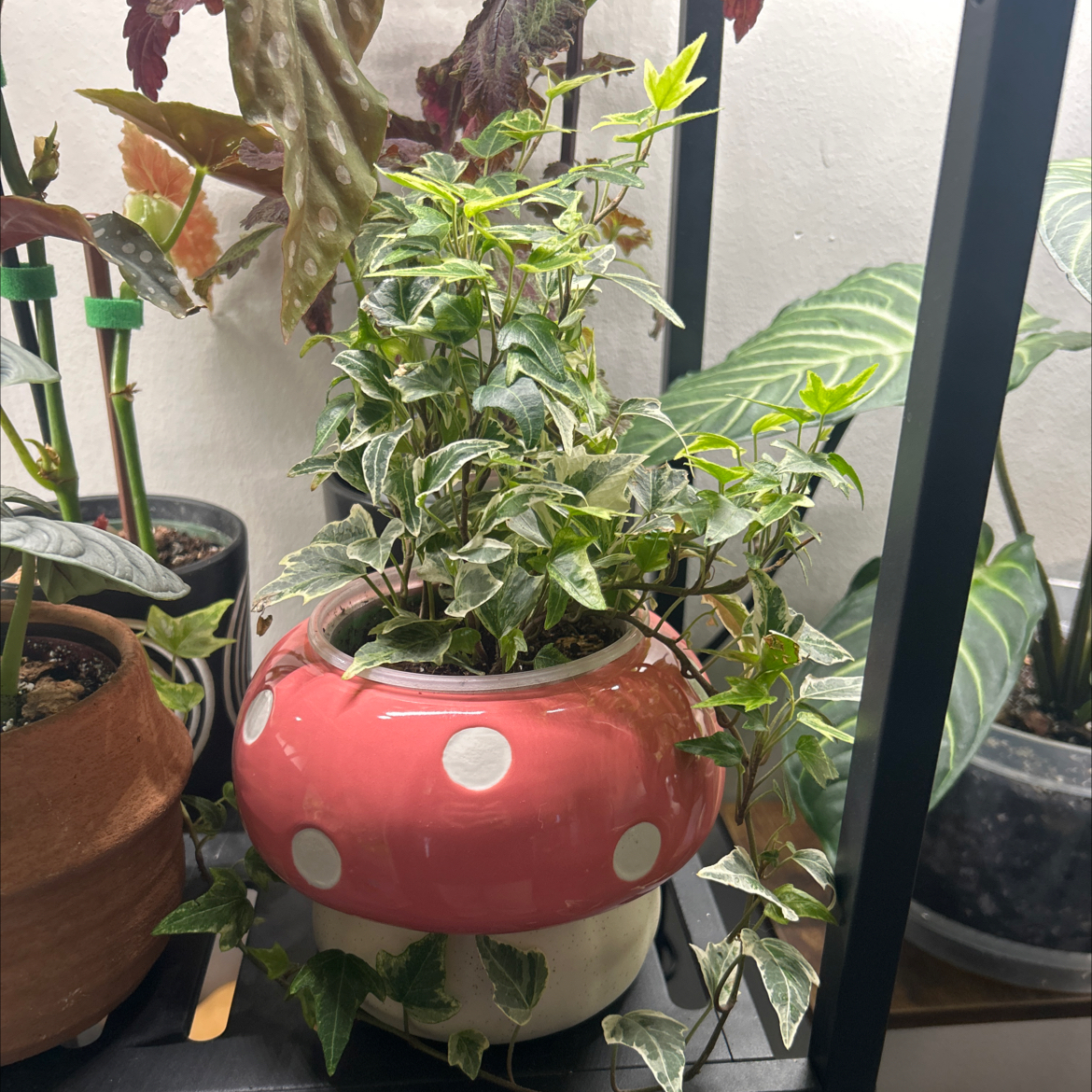 Photo of the plant species Ivy by @Hof named Bella on Greg, the plant care app