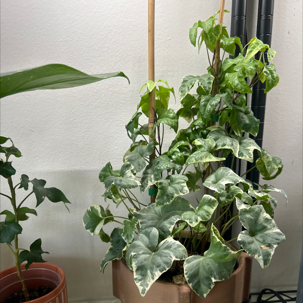 Photo of the plant species English Ivy 'Bettina' by @Hof named Miley on Greg, the plant care app