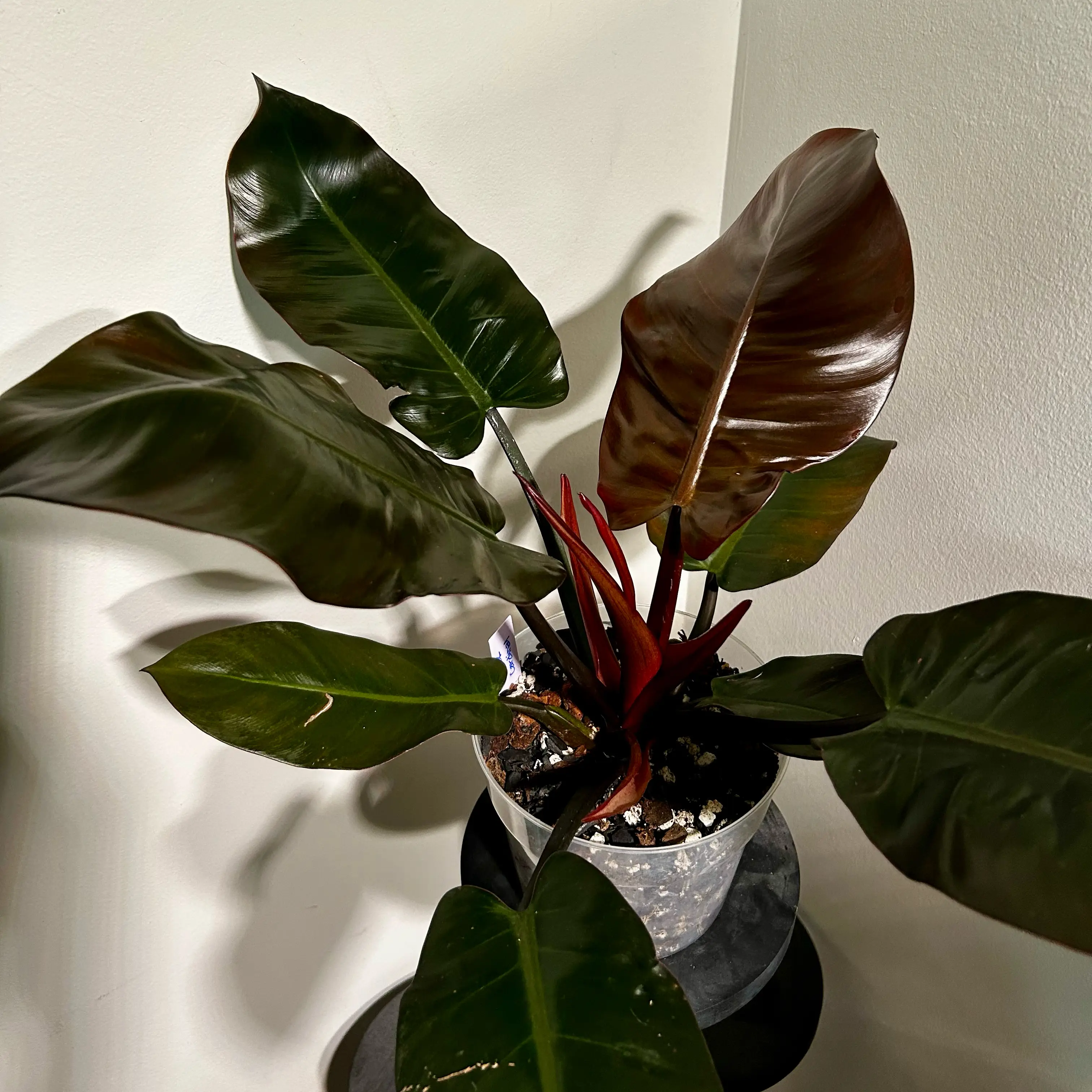 Photo of the plant species Philodendron 'Black Cardinal' by @Hof named Black Cardinal on Greg, the plant care app