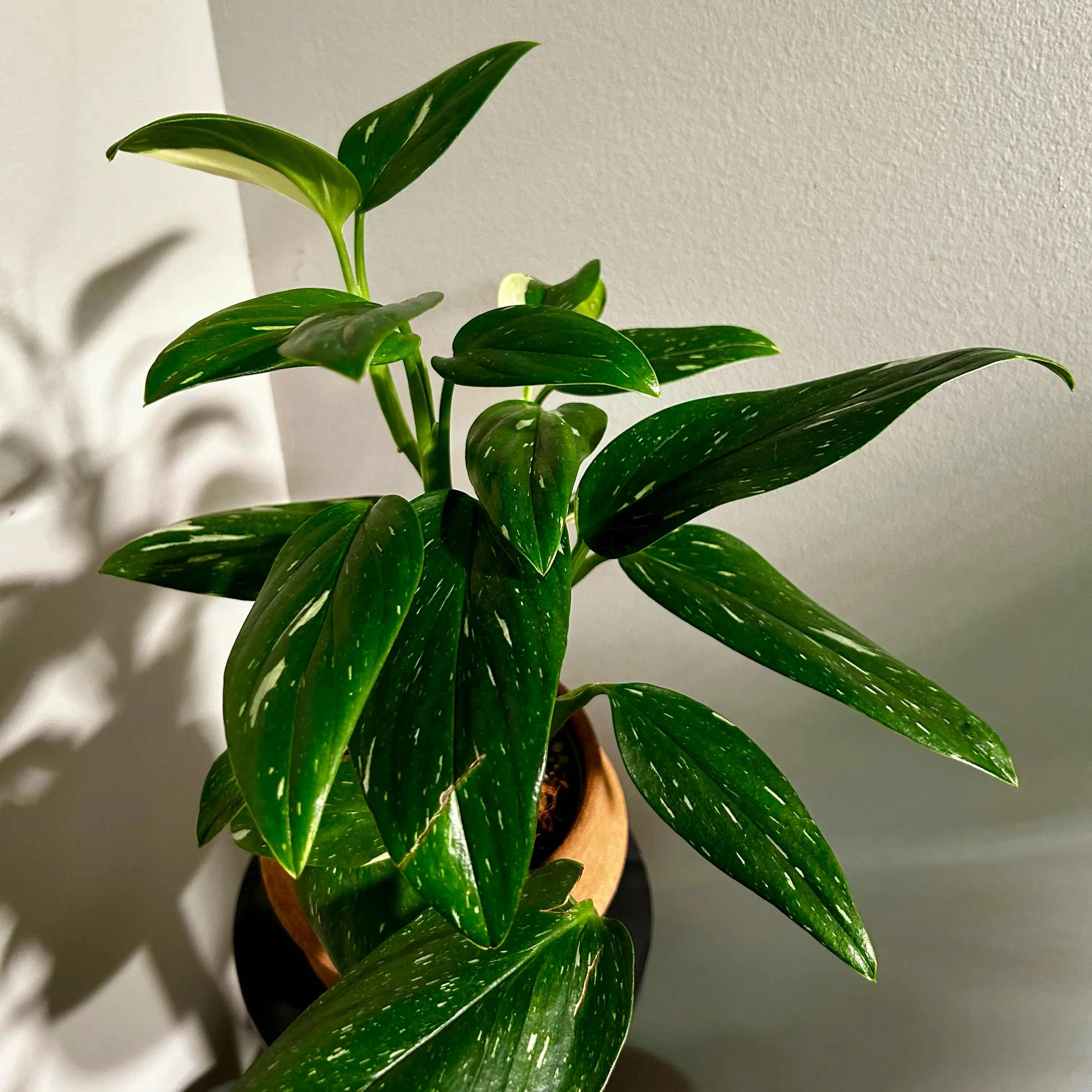 Photo of the plant species Monstera Cobra by @Hof named Cobra on Greg, the plant care app