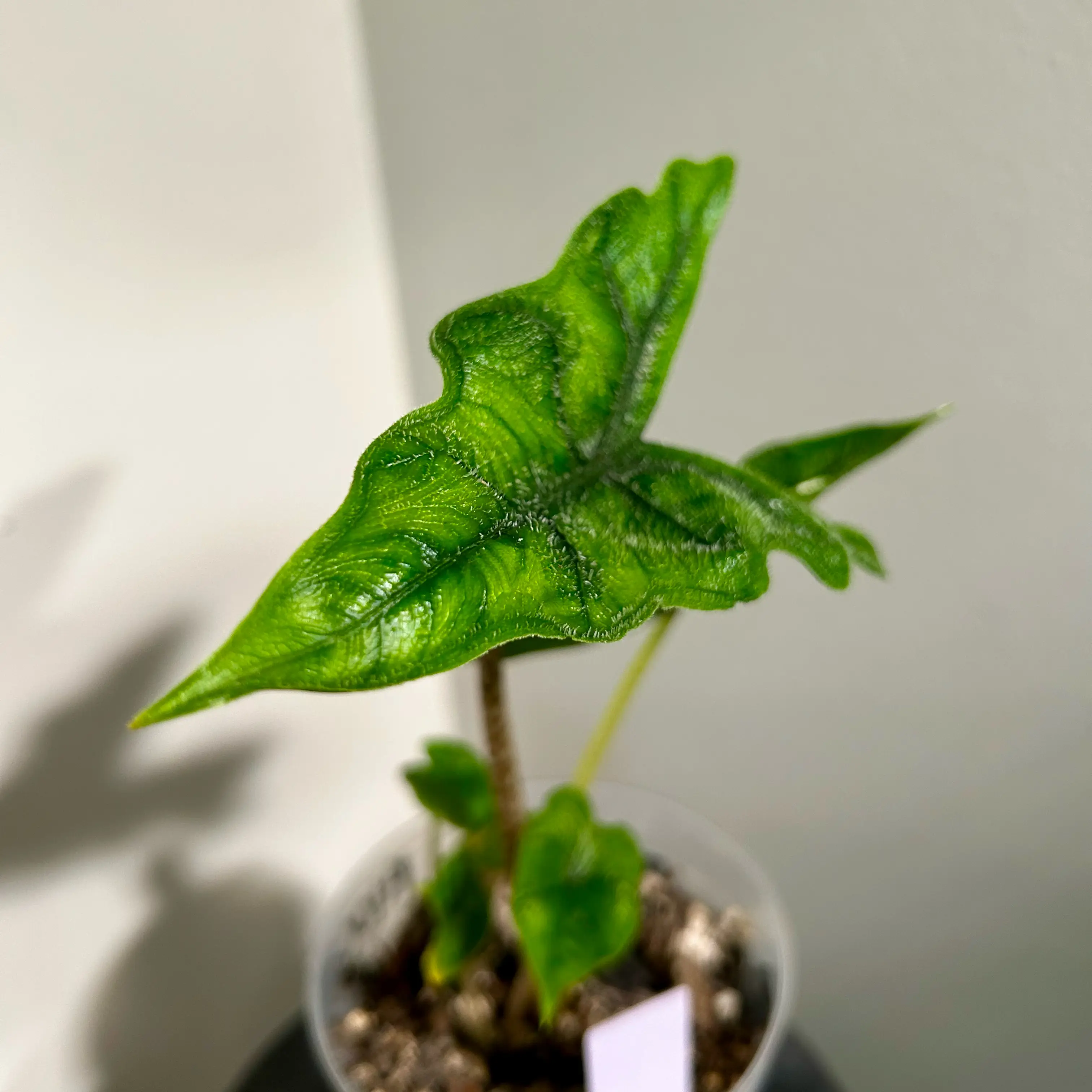 Photo of the plant species Alocasia 'Jacklyn' by @Hof named Jacklyn on Greg, the plant care app