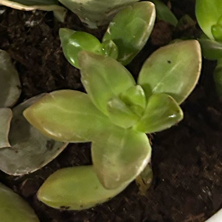 Photo of the plant species golden sedum lime gold by @CalmDamiana57 named Sigmund on Greg, the plant care app