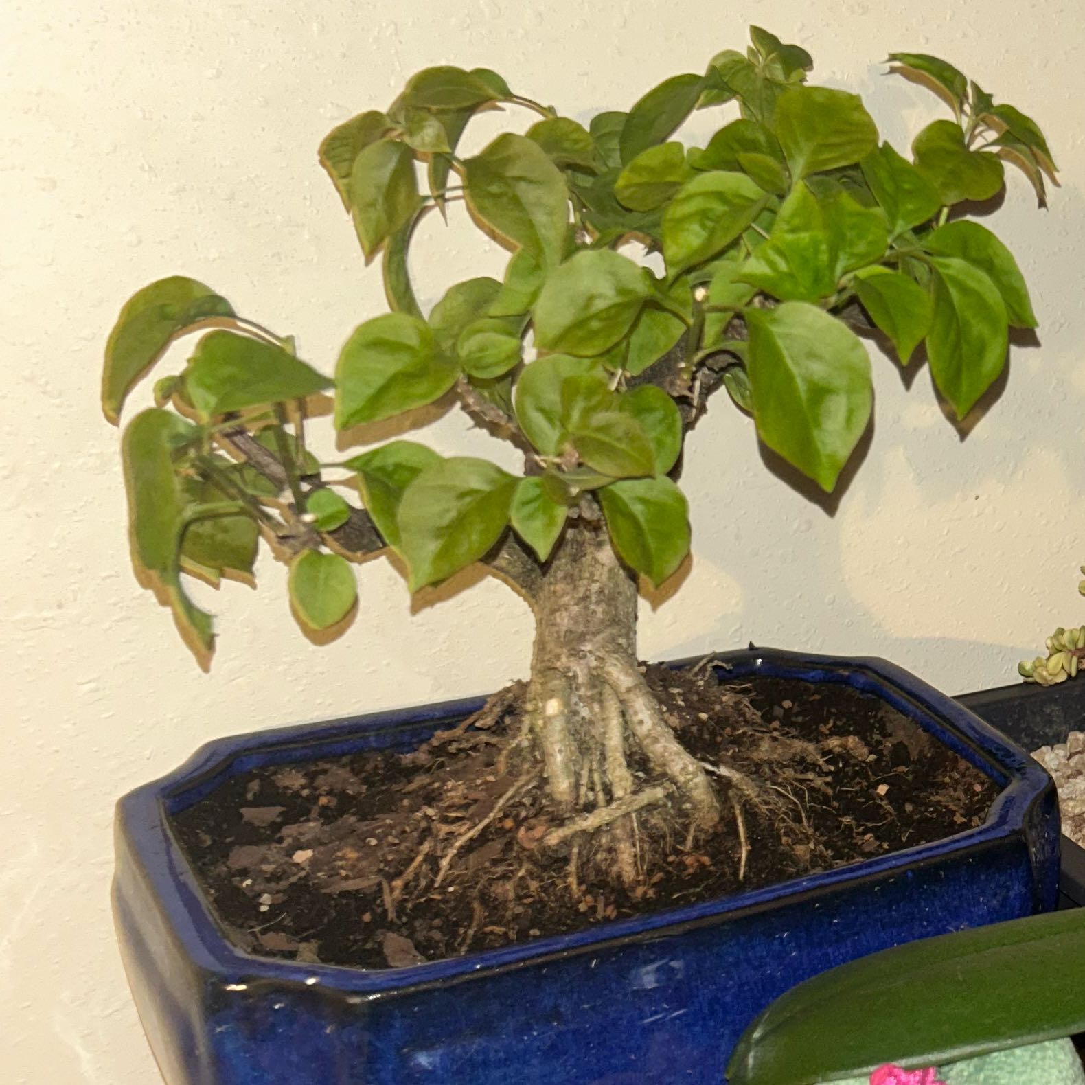 Photo of the plant species Bougainvillea Tree by @CalmDamiana57 named Demi on Greg, the plant care app